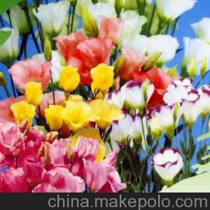 供應雛菊盛開洋桔梗種子圖片