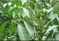 丝棉木的价格/翔禾苗圃供/丝棉木新价/丝棉木的价格丝棉木树苗价格