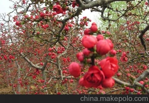 供應(yīng)木瓜海棠花：長壽冠、銀長壽、世界一等品種圖片