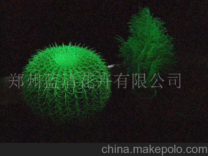 熒光仙人球圖片