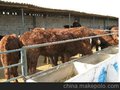 供应兖州养牛场肉牛价格