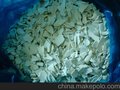 供应白色pvc水管破碎料