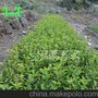 奇异茶花黑色皇后黑魔法-供应各种茶花