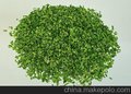 供应茶叶冻干机