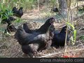 福建山野物流有限公司“元钰”牌乌黑鸡蛋 批发