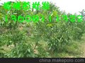 巴中核桃苗、巴中核桃苗批发、巴中核桃苗基地