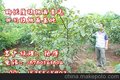 8518核桃苗，核桃苗价格，核桃苗批发