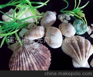 批發(fā)貝殼 貝殼《小貓眼螺》特色禮品 家居裝飾 擺飾海螺圖片