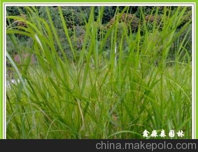 供應(yīng)生態(tài)草坪草種子-類蘆圖片