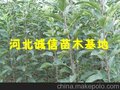 供应富士苹果苗 昌红苹果苗