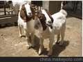 种羊场-圣泰专业种羊场