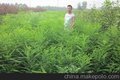 供应速生白蜡-速生国槐-速生白蜡