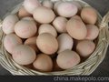 蛋品喷码机