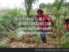 供应苗圃直销安吉竹苗四季竹，直径1-3厘米高2-6米