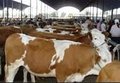 肉牛肉牛 鲁西黄牛 西门塔尔 牛犊