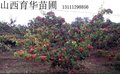 山楂苗价格，山楂苗基地，山楂苗批发