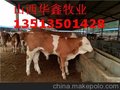 供应山西大同肉牛价格 肉牛养殖