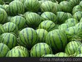 临沂：西瓜供应