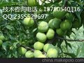 重庆丰都李子苗-嫁接重庆丰都李子苗-高产重庆丰都李子苗