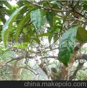 茶樹精油 單方 植物  香薰 有機 進口圖片