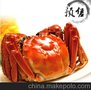 陽澄湖大閘蟹母蟹供應商家