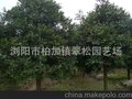 竹柏  湖南精品竹柏  全冠移植竹柏树
