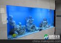 宠物鱼缸定做-观赏鱼鱼缸制作-深圳鱼缸-深圳大水族公司