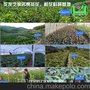 南昌萍乡景德镇九江抚州鹰潭赣州上饶吉安宜春新余茶花茶花苗批发