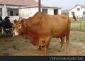 湖南肉牛养殖/万家牛羊供种供/安