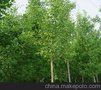 供应银杏-紫叶李-银杏