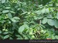  新天地 山东青皮核桃批发 山东核桃油