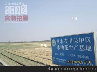 漳州九湖蔡坂村 萬隆水仙花種植基地 水仙花種子 水仙花種球批發(fā)