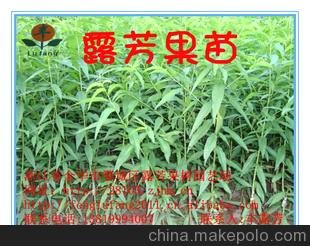 超低價出售 本場自育精品水果苗木 金華大白桃苗木 大紅桃苗木圖片