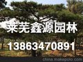 山东平顶松[产品直销] 平顶松价格超低