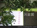 四川金丝细叶楠小苗.细小叶金丝楠木树苗.