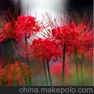 廠(chǎng)家紅色彼岸花 種球 盆栽 又稱(chēng)曼珠沙華 紅花石蒜 球根 促銷(xiāo)價(jià)圖片