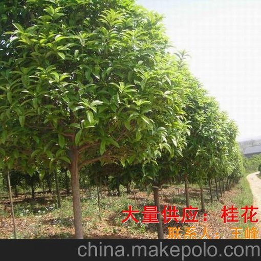 供應(yīng)桂花樹(shù)苗  桂花樹(shù)苗木的價(jià)格  桂花樹(shù)小苗批發(fā)圖片