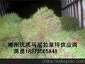 资兴马尼拉草皮=郴州马尼拉草皮