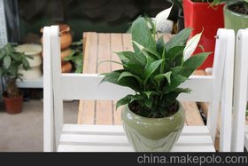 花卉 盆栽 植物 绿色植物 家居 办公室选 低价促销